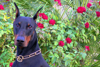 dobermann.country Domain For Sale