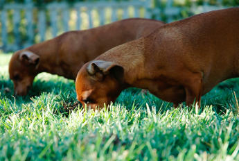 dogtracking.net Domain For Sale