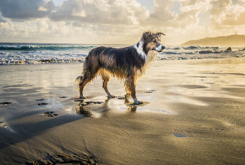 k9cm.com Domain For Sale