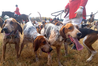 k9tracking.com Domain For Sale