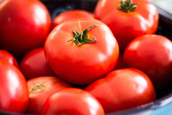 ultomatoes.com Domain For Sale